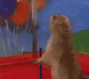 chipmunk