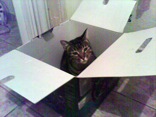 box_cat