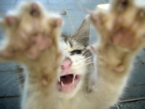 cat-attack